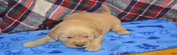 Golden Retriever dogs for sale: Milo - Ad 4