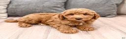 Mini Goldendoodle dogs for sale: Harper - Ad 3