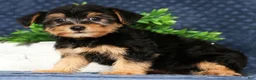 Yorkiepoo dogs for sale: Vince - Ad 1