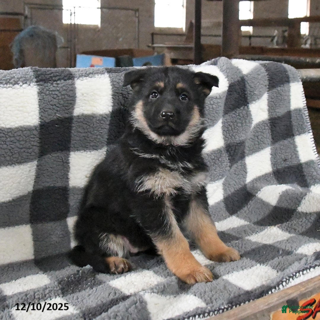 German Shepherd dogs for sale: Harmony - Ad 1