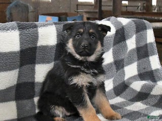 German Shepherd dogs Harmony - Ad 12