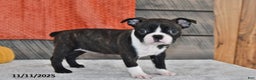 Boston Terrier dogs for sale: Flicka - Ad 2