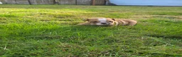 English Bulldog dogs for sale: Diesel  - Ad 3