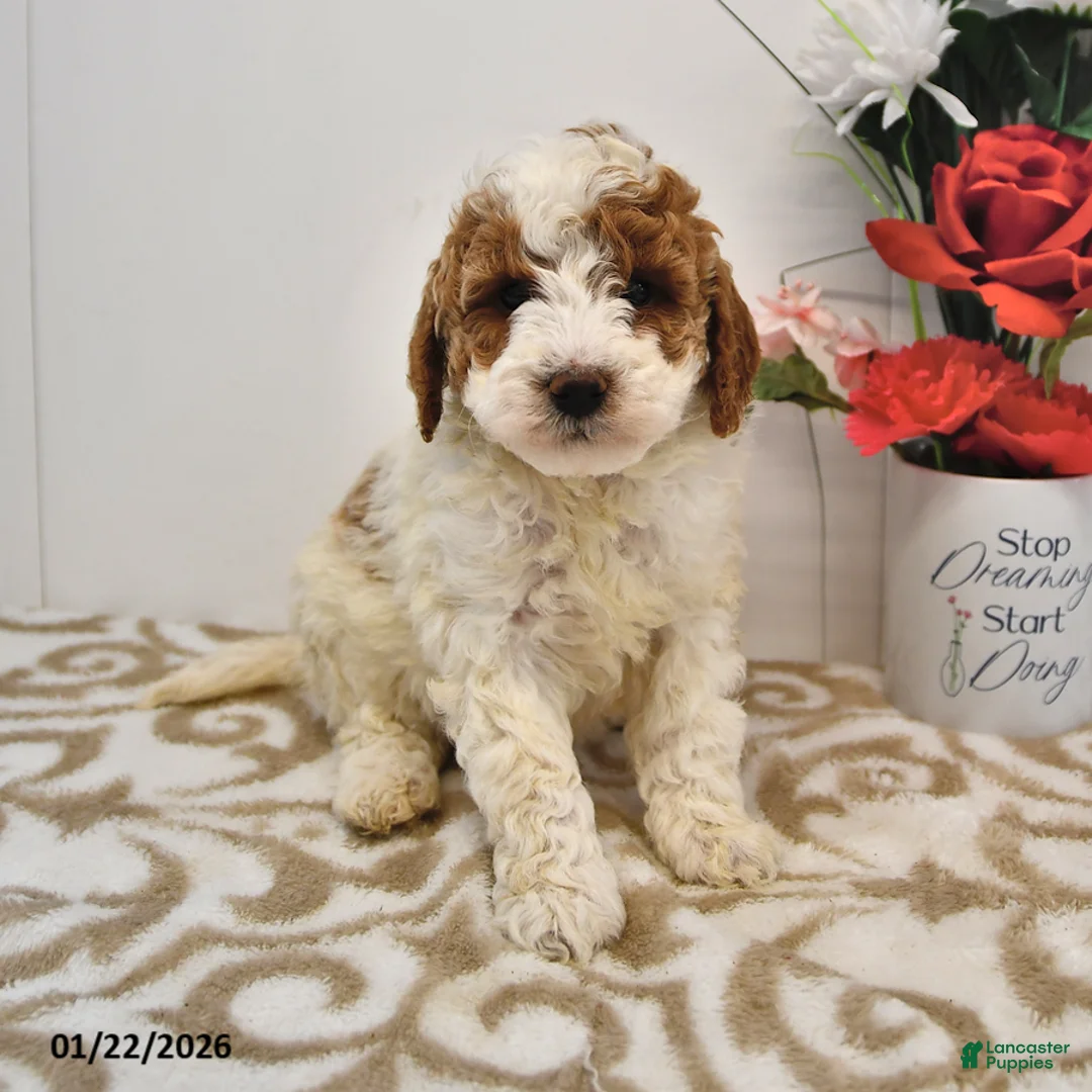 Mini Goldendoodle dogs for sale: Oakley - Ad 6