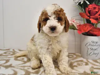 Mini Goldendoodle dogs Oakley - Ad 30