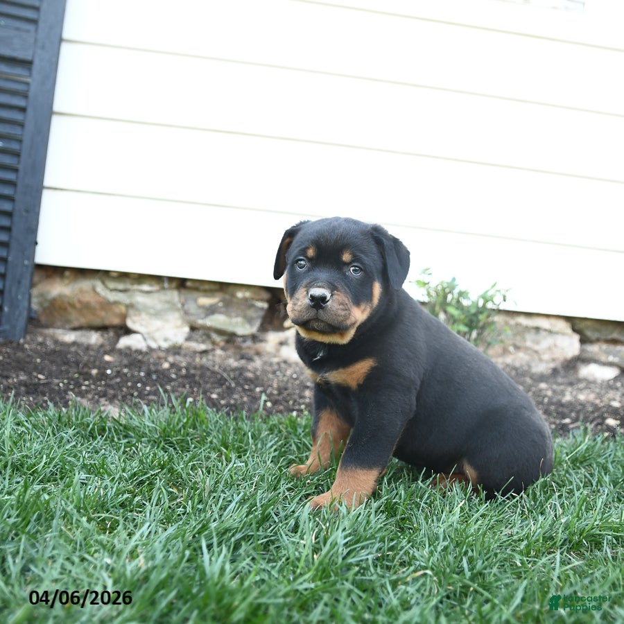 Rottweiler dogs Charlie Brown - Ad 2