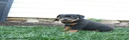 Rottweiler dogs for sale: Charlie Brown - Ad 2