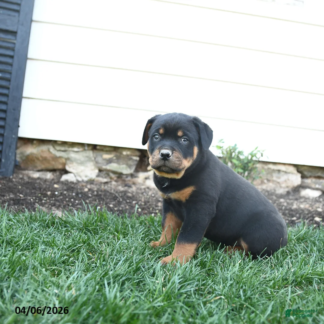 Rottweiler dogs for sale: Charlie Brown - Ad 2