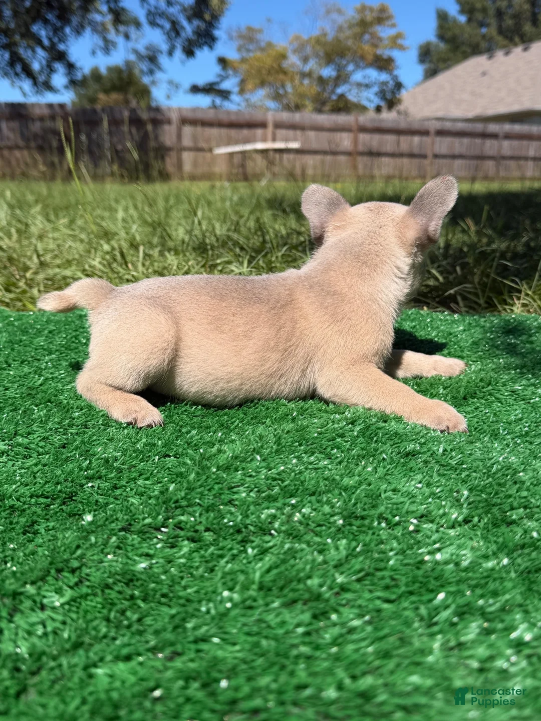 French Bulldog dogs for sale: French Bulldog 3 - Ad 2