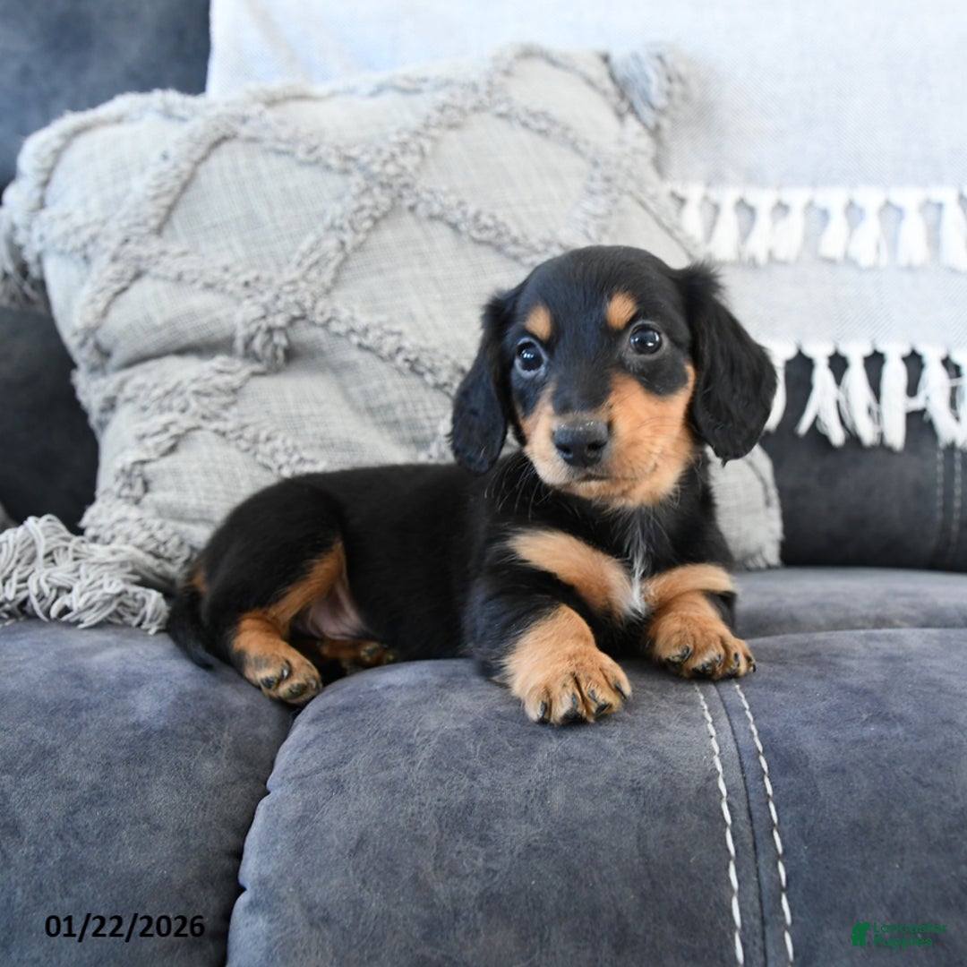 Miniature Dachshund dogs for sale: Lance  - Ad 2