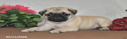 Pug dogs for sale: Sunshine - Ad 4