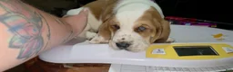 Basset Hound dogs for sale: Basset Hound 1 - Ad 2