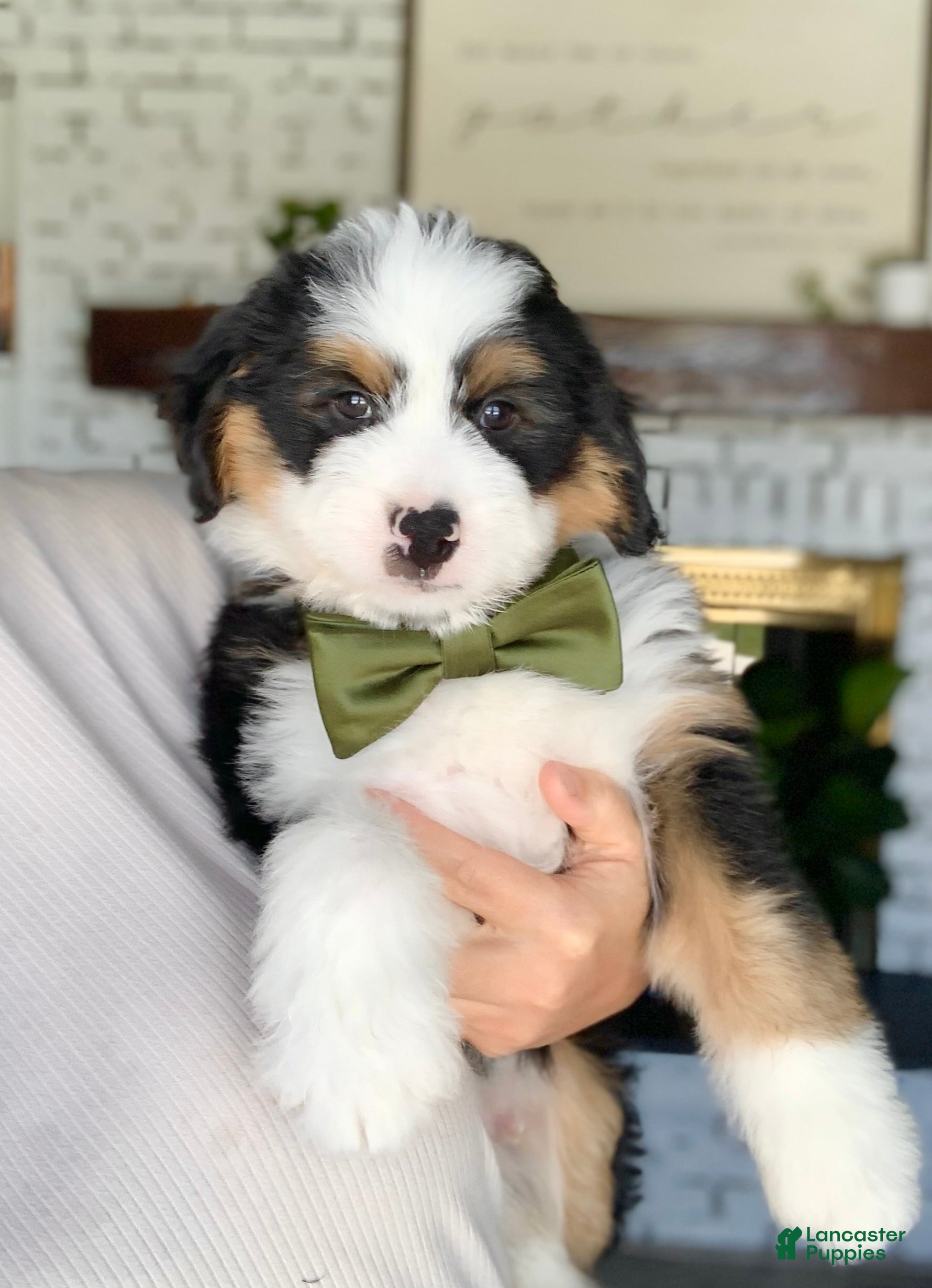 Bernedoodle dogs Chase - Ad 2