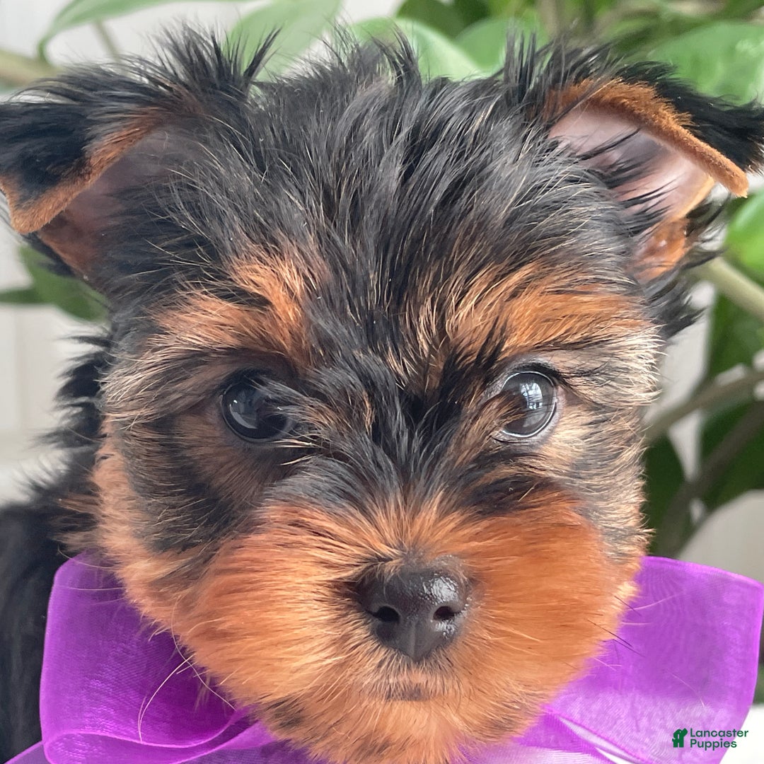 Yorkshire Terrier dogs for sale: Pearl - Ad 2