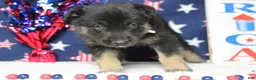 Mixed Breed dogs for sale: Pine  - Ad 8