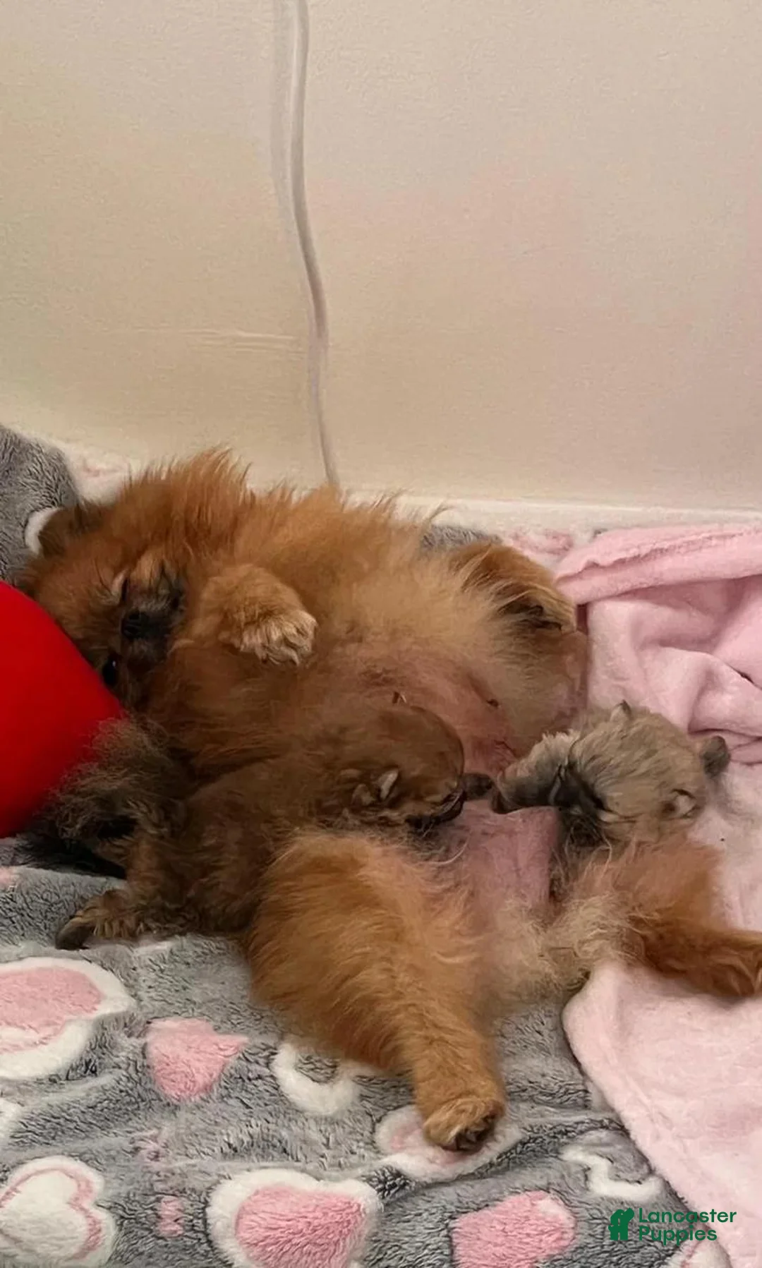 Pomeranian dogs for sale: Stacy - Ad 2