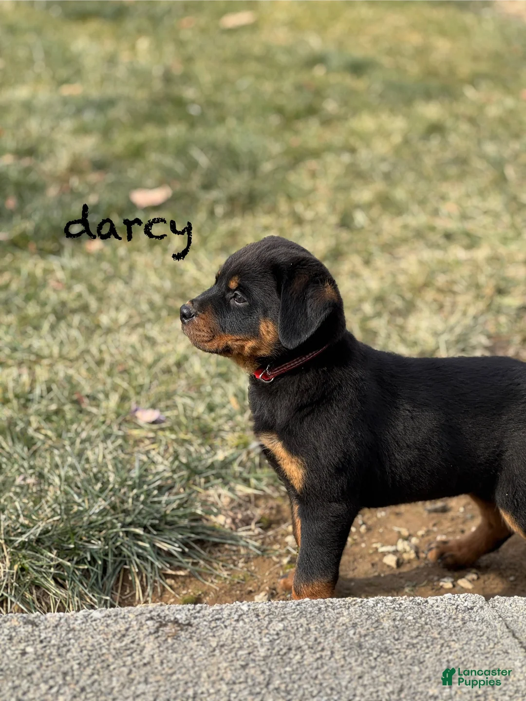 Rottweiler dogs for sale: Darcy (long tail)  - Ad 3