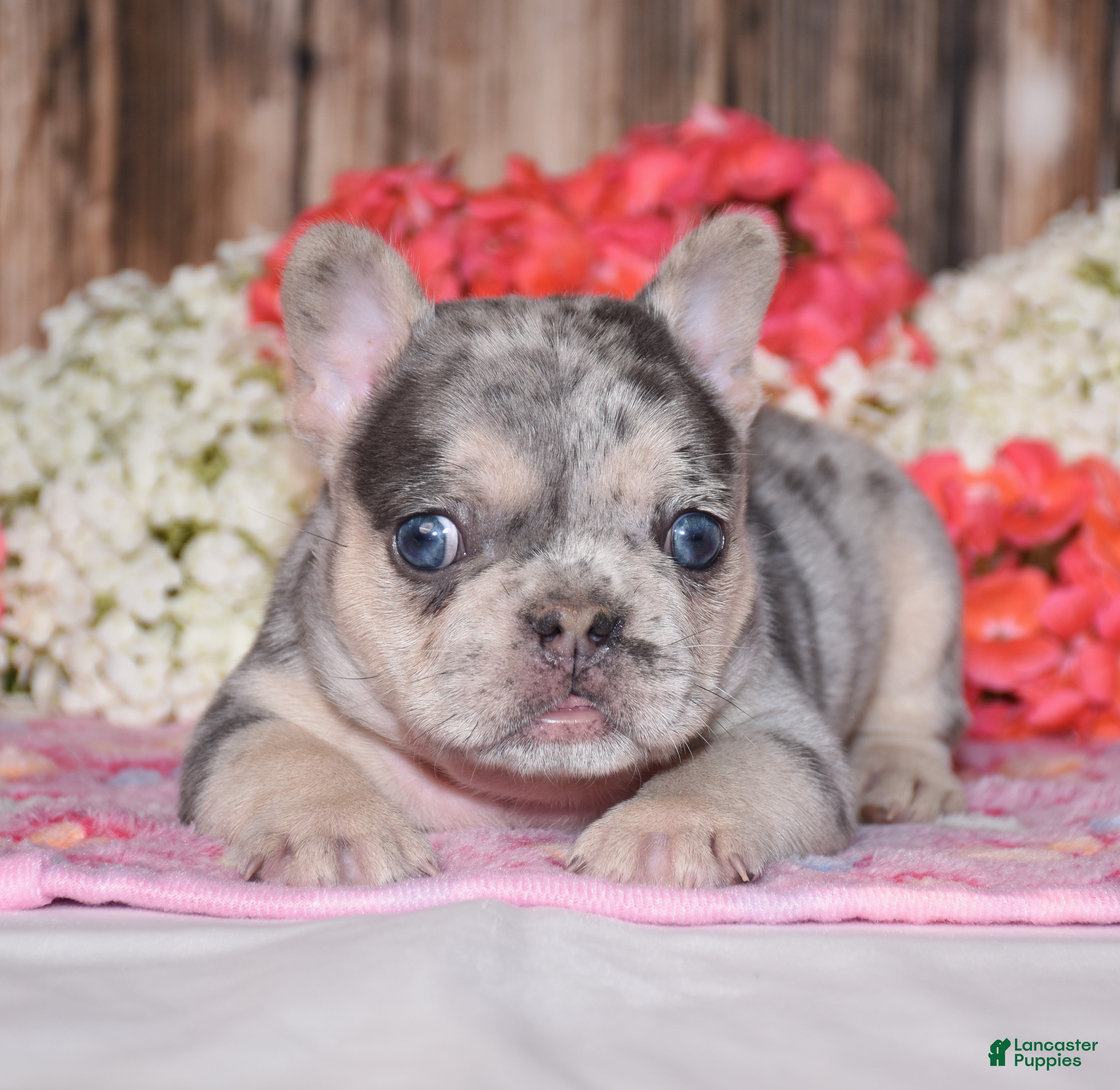 French Bulldog dogs Tenson - Ad 1