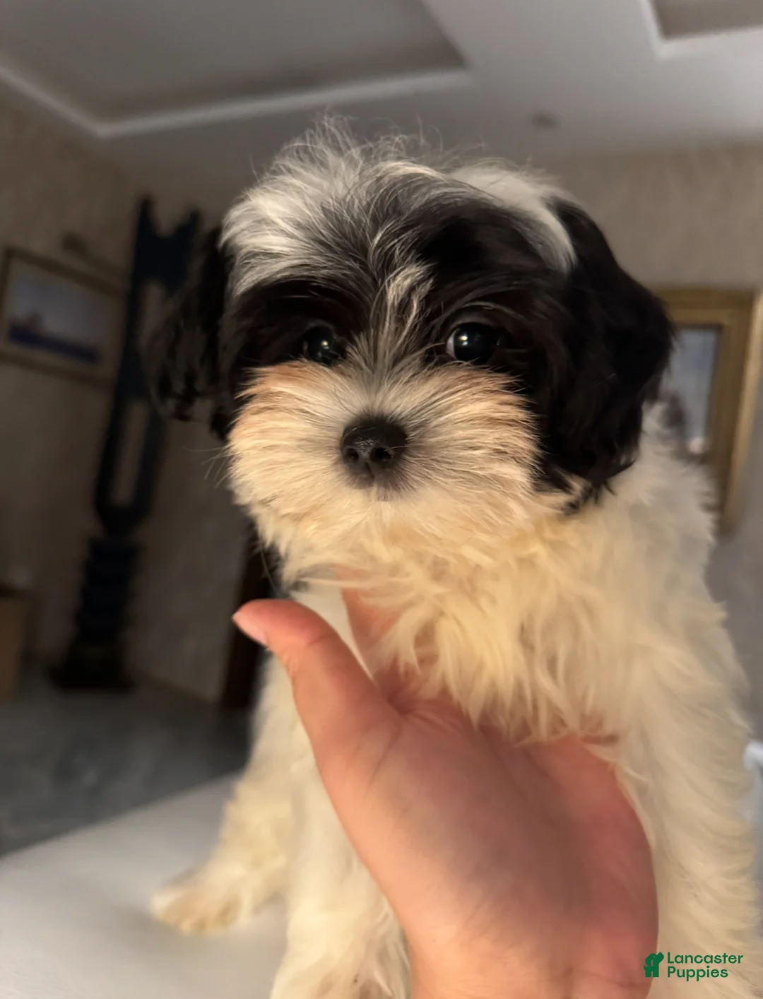 Morkie dogs for sale: Arlo - Ad 5