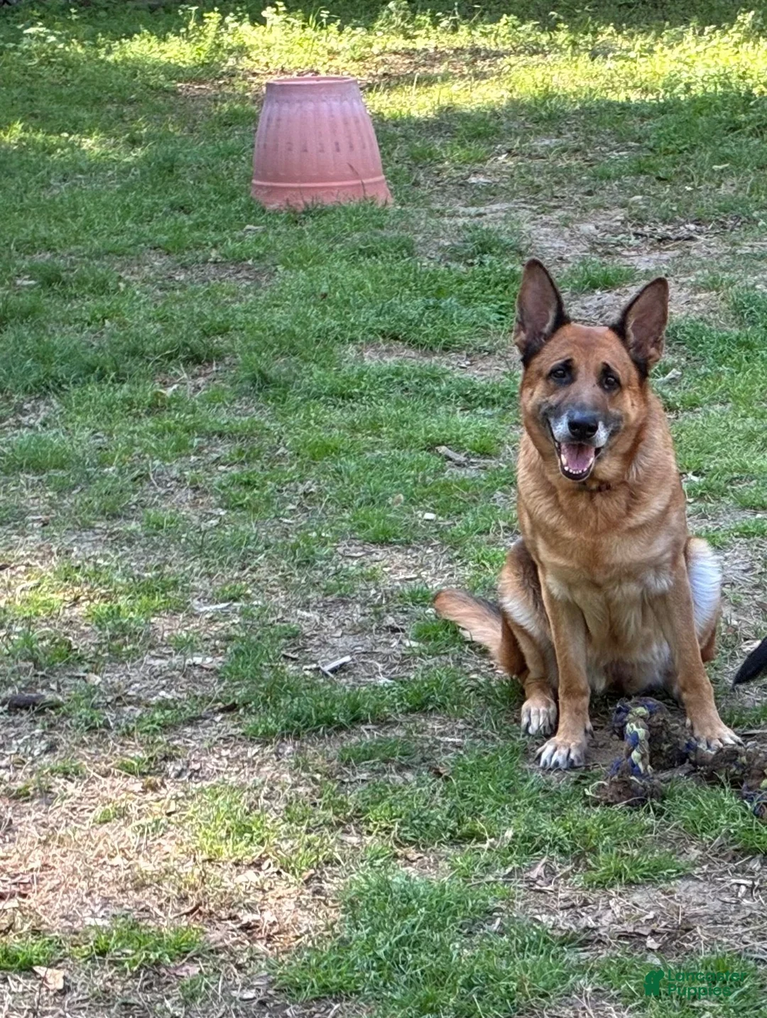 German Shepherd dogs for sale: German Shepherd Female - Ad 2