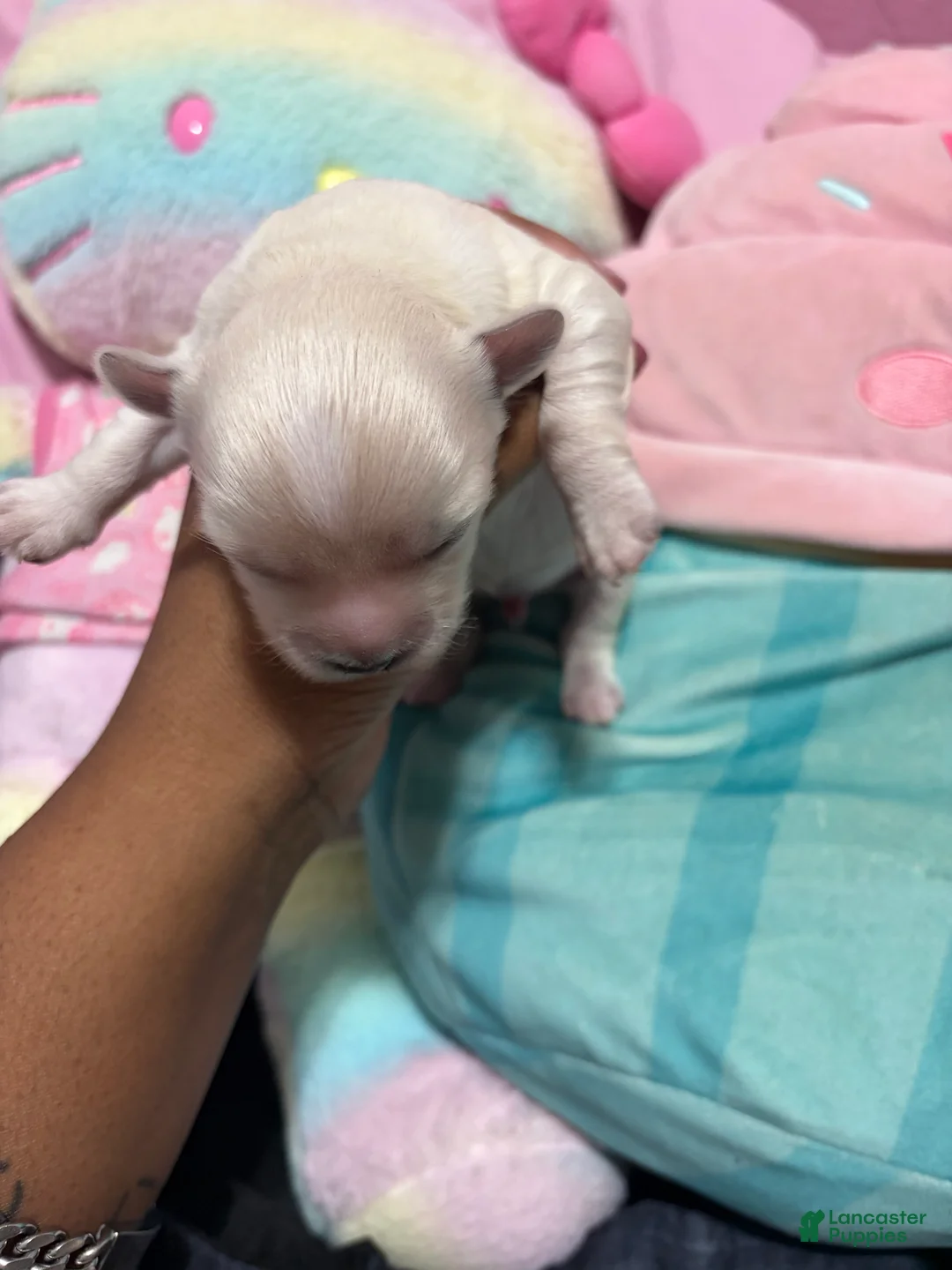 Mixed Breed dogs for sale: Mixed Breed 1 - Ad 2