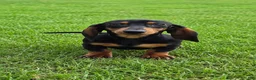 Miniature Dachshund dogs for sale: Abby - Ad 2