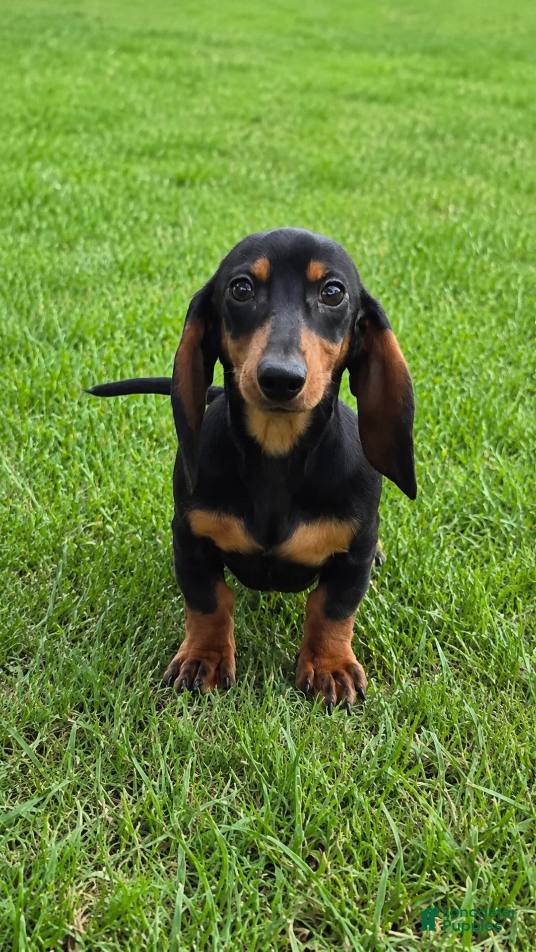 Miniature Dachshund dogs for sale: Abby - Ad 2