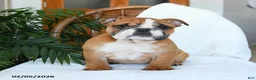 English Bulldog dogs for sale: Mayhem - Ad 4