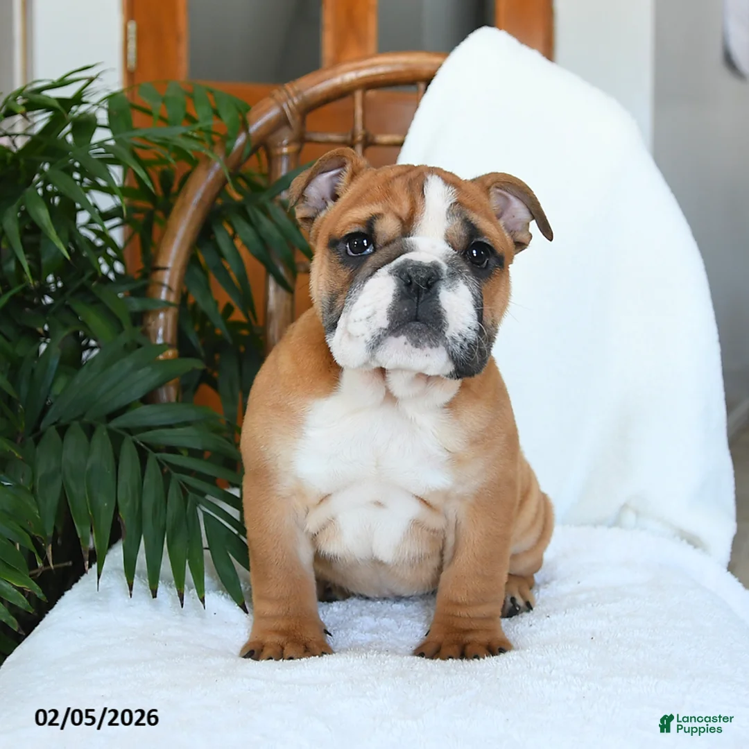 English Bulldog dogs for sale: Mayhem - Ad 4
