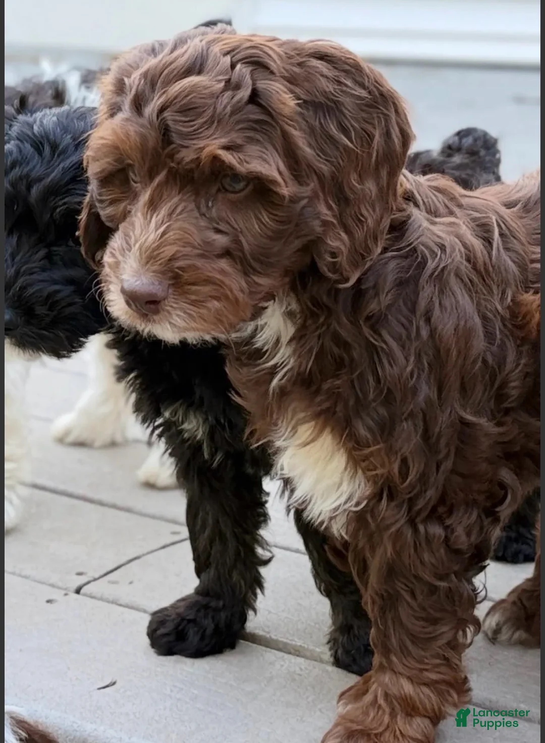 Mixed Breed dogs for sale: Austin Male - Ad 2