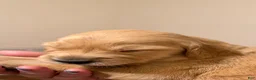Golden Retriever dogs for sale: Golden Retriever 5 - Ad 3
