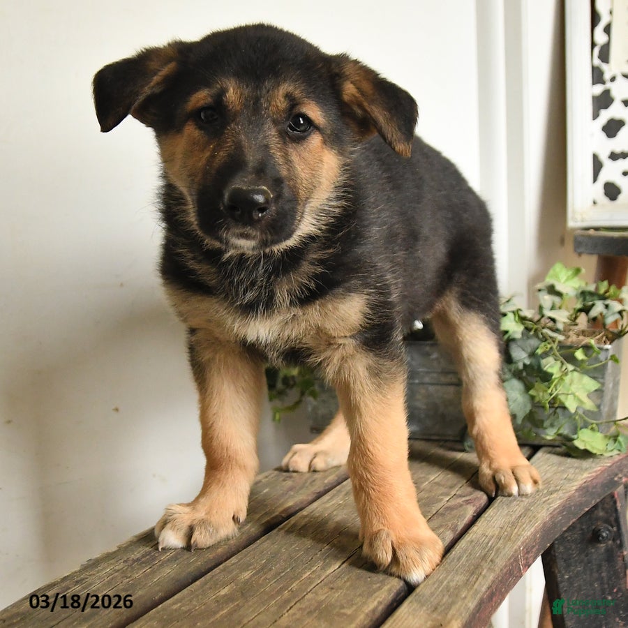 Mixed Breed dogs Wolf  - Ad 2
