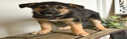 Mixed Breed dogs for sale: Wolf  - Ad 2