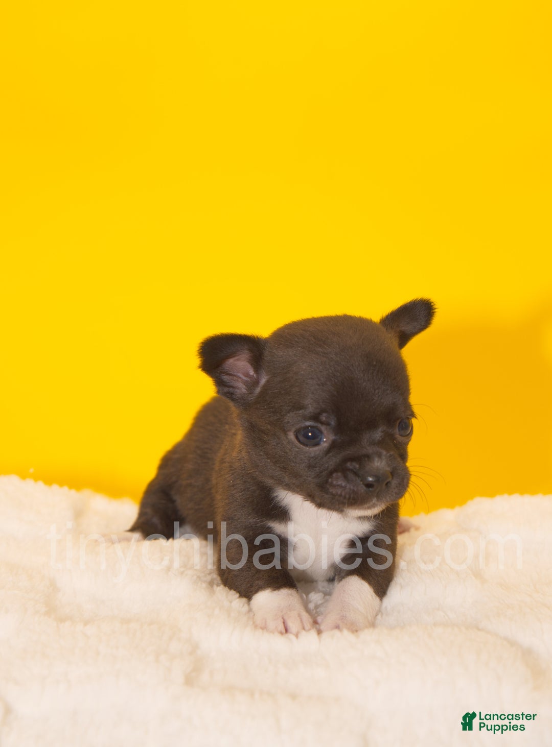 Chihuahua dogs for sale: Lola - Ad 4