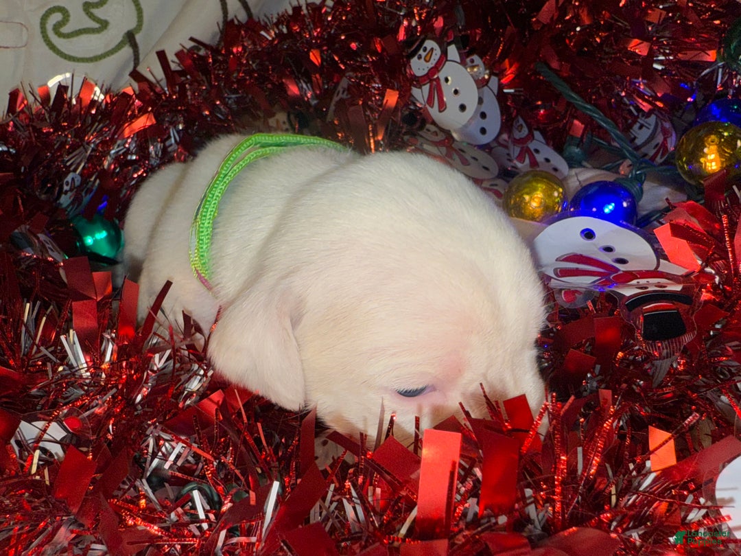 Mixed Breed dogs for sale: Leena  - Ad 7