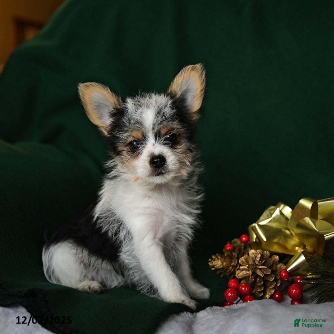 Yorkshire Terrier dogs for sale: Oreo - Ad 2