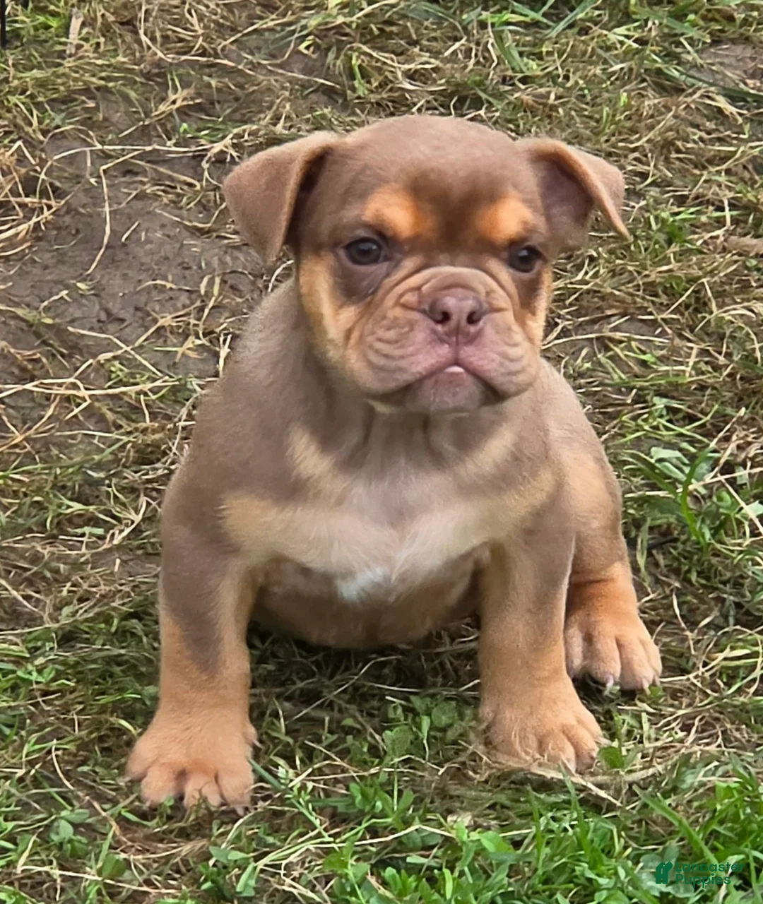 English Bulldog dogs for sale: Tinkabelle chocolate and tan  - Ad 1