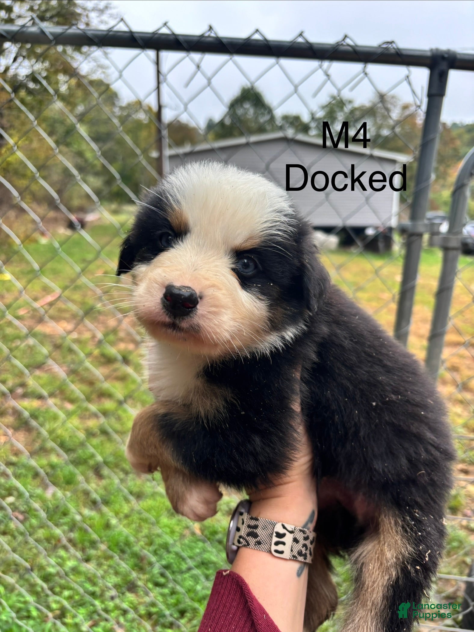 Mixed Breed dogs Mixed Breed 4 - Ad 1