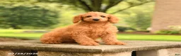 Mini Goldendoodle dogs for sale: Axel - Ad 5