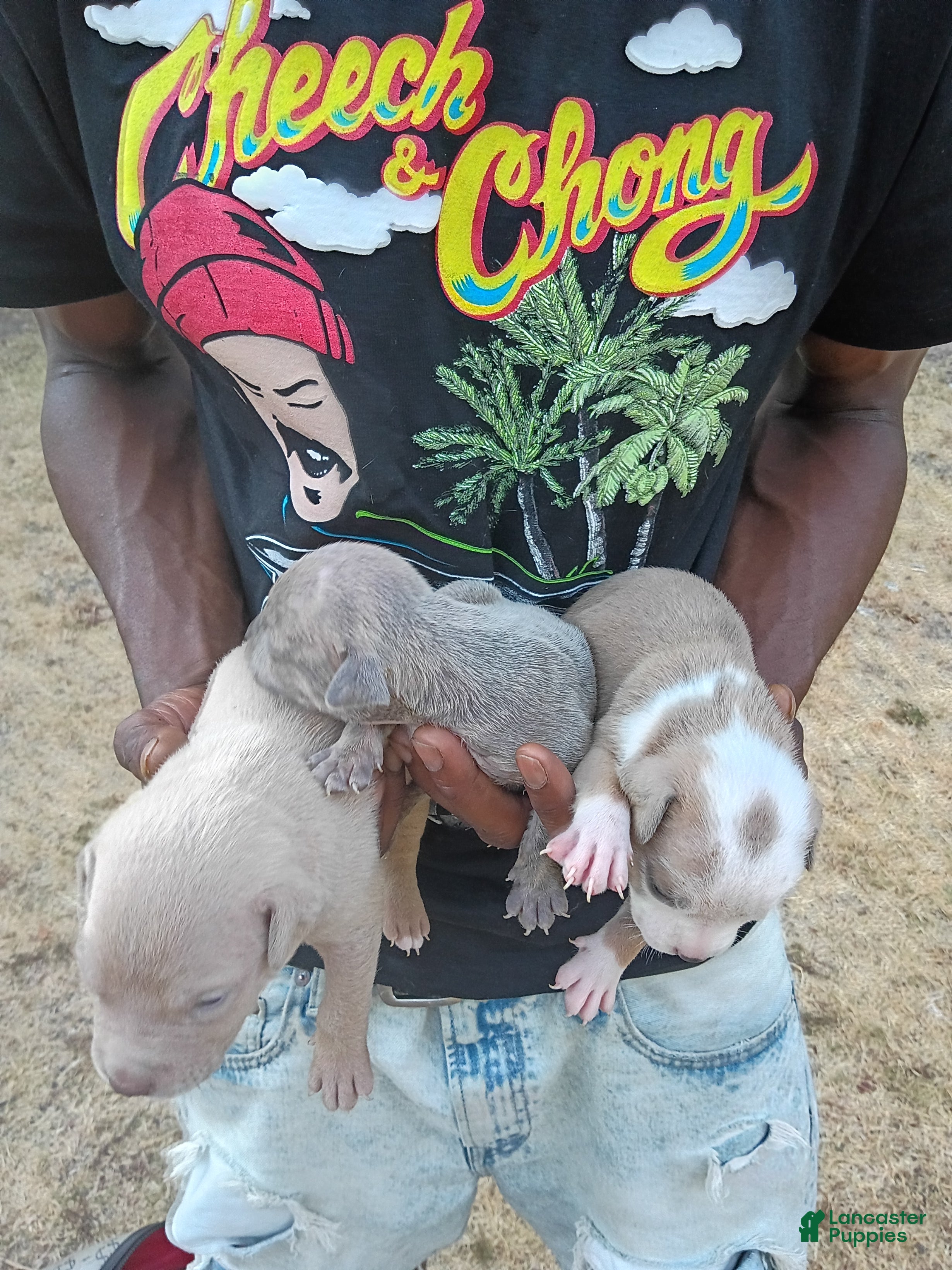 Mixed Breed dogs Mixed Breed 9 - Ad 38