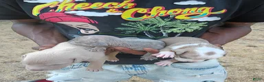 Mixed Breed 9