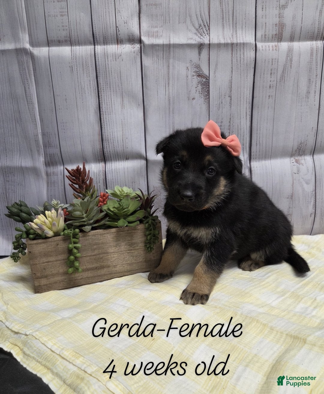 German Shepherd dogs for sale: German Shepherd Puppy 3 - Ad 2