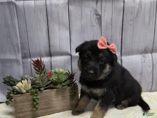 German Shepherd dogs for sale: German Shepherd Puppy 3 - Ad 2