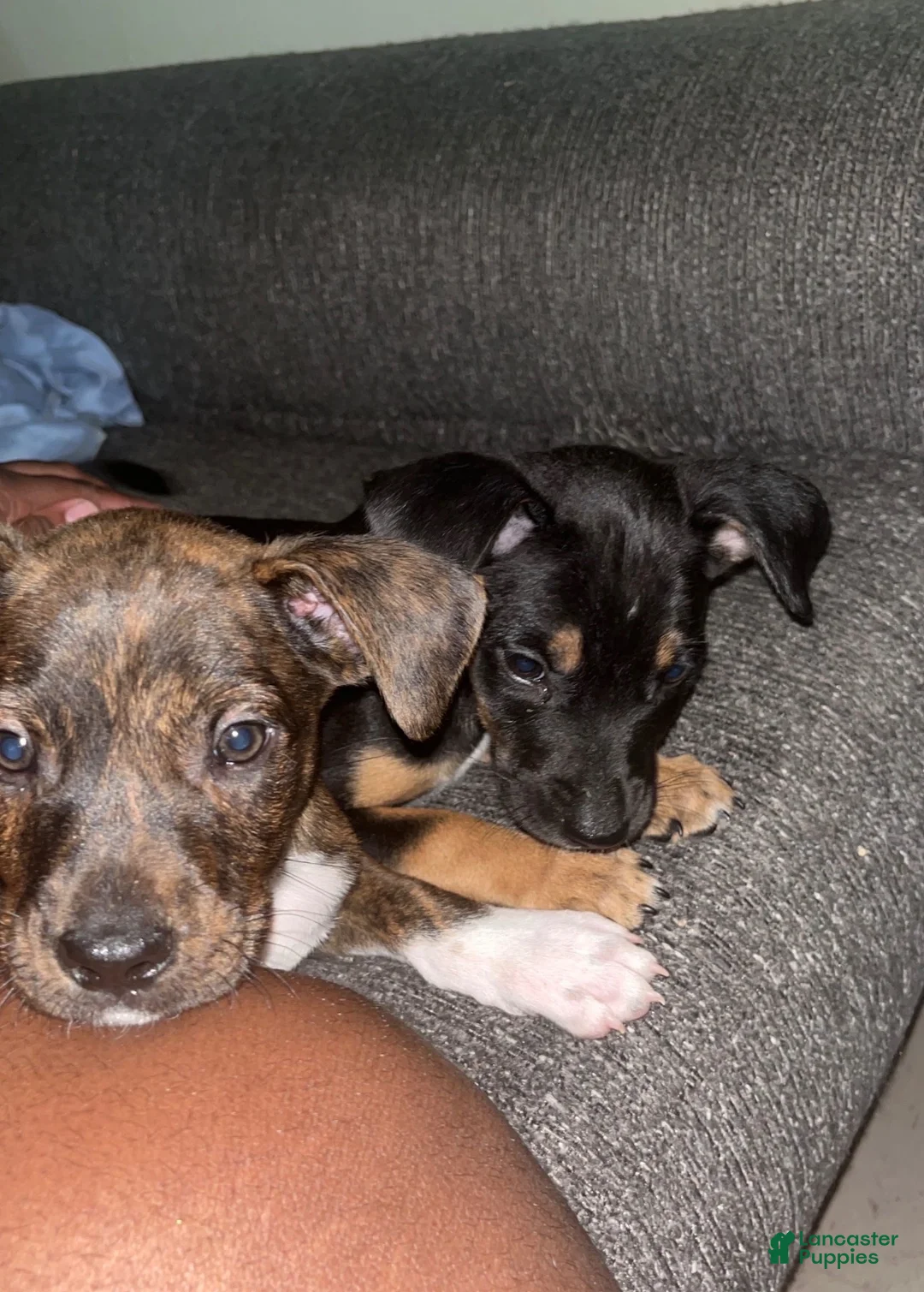 Mixed Breed dogs for sale: Goose - Ad 2