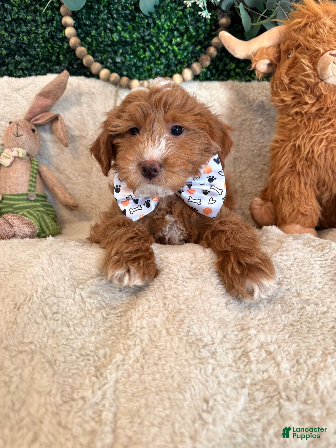 Mini Goldendoodle dogs for sale: Noah - Ad 2