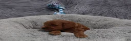 Mini Goldendoodle dogs for sale: Mason 💙 GenClearParents - Ad 10