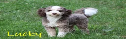 Mini Bernedoodle dogs for sale: Kelsey - Ad 6
