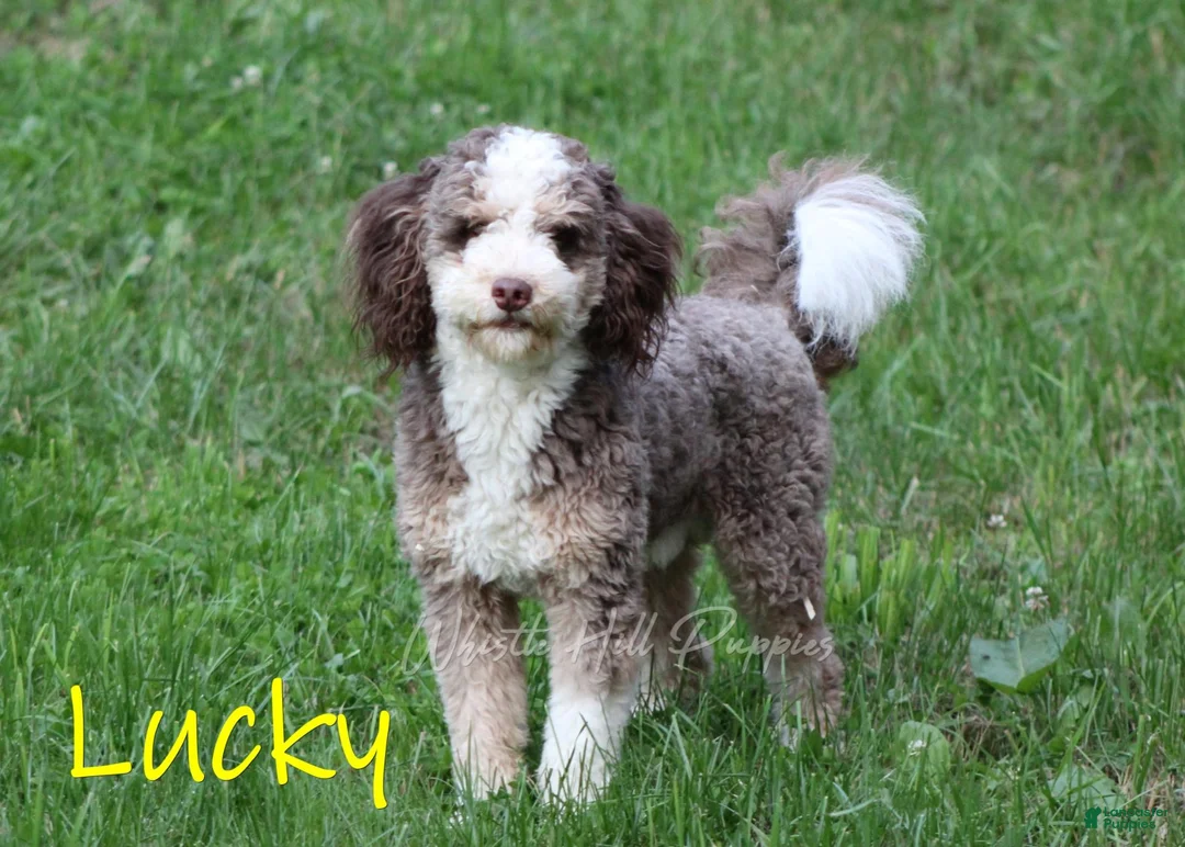 Mini Bernedoodle dogs for sale: Kelsey - Ad 6