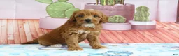 Mini Goldendoodle dogs for sale: Heidi - Ad 4