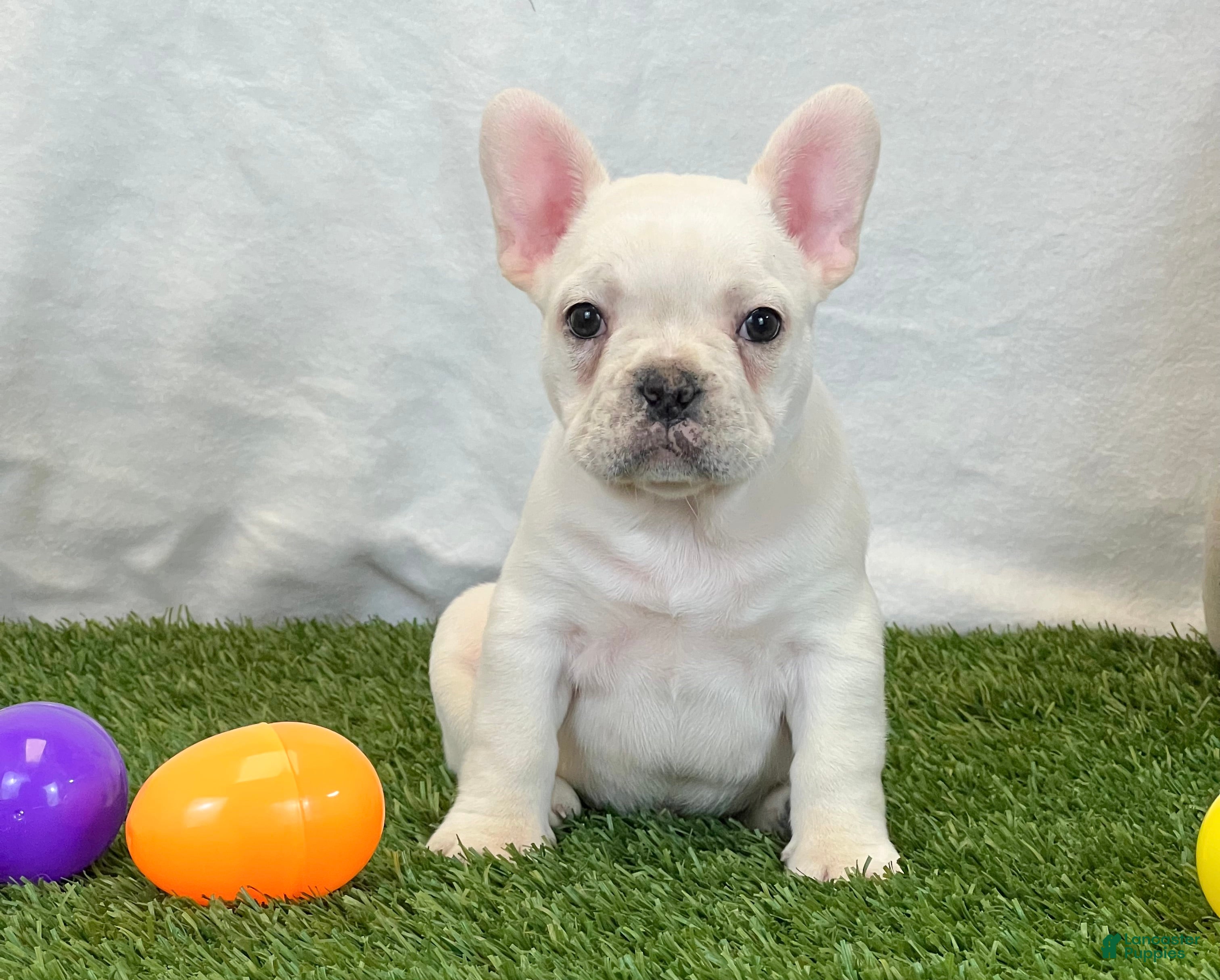 French Bulldog dogs Dozer - Ad 2